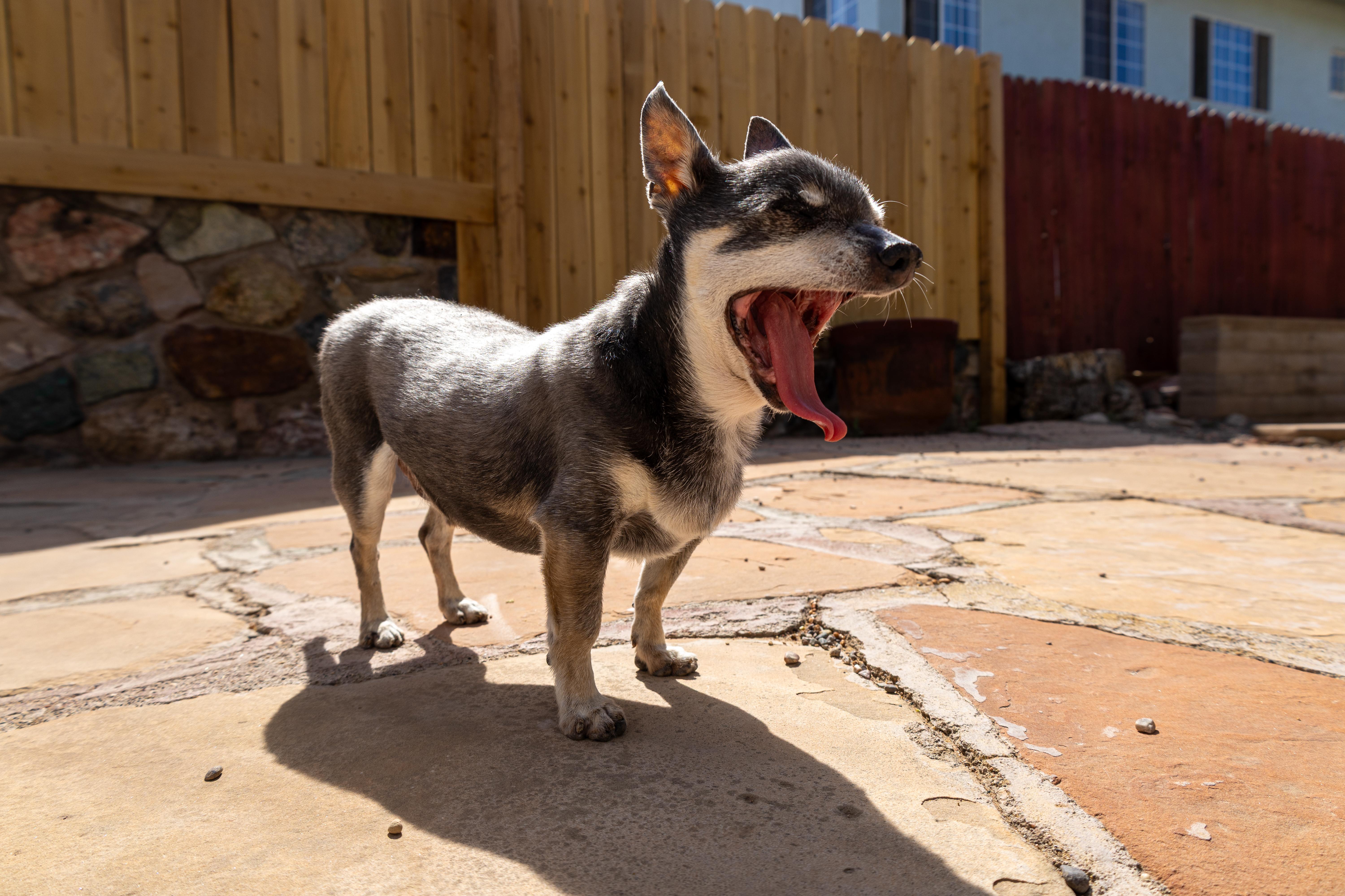 Enlarge Buster, an adopted Chihuahua in Clarkdale, AZ image 6/6