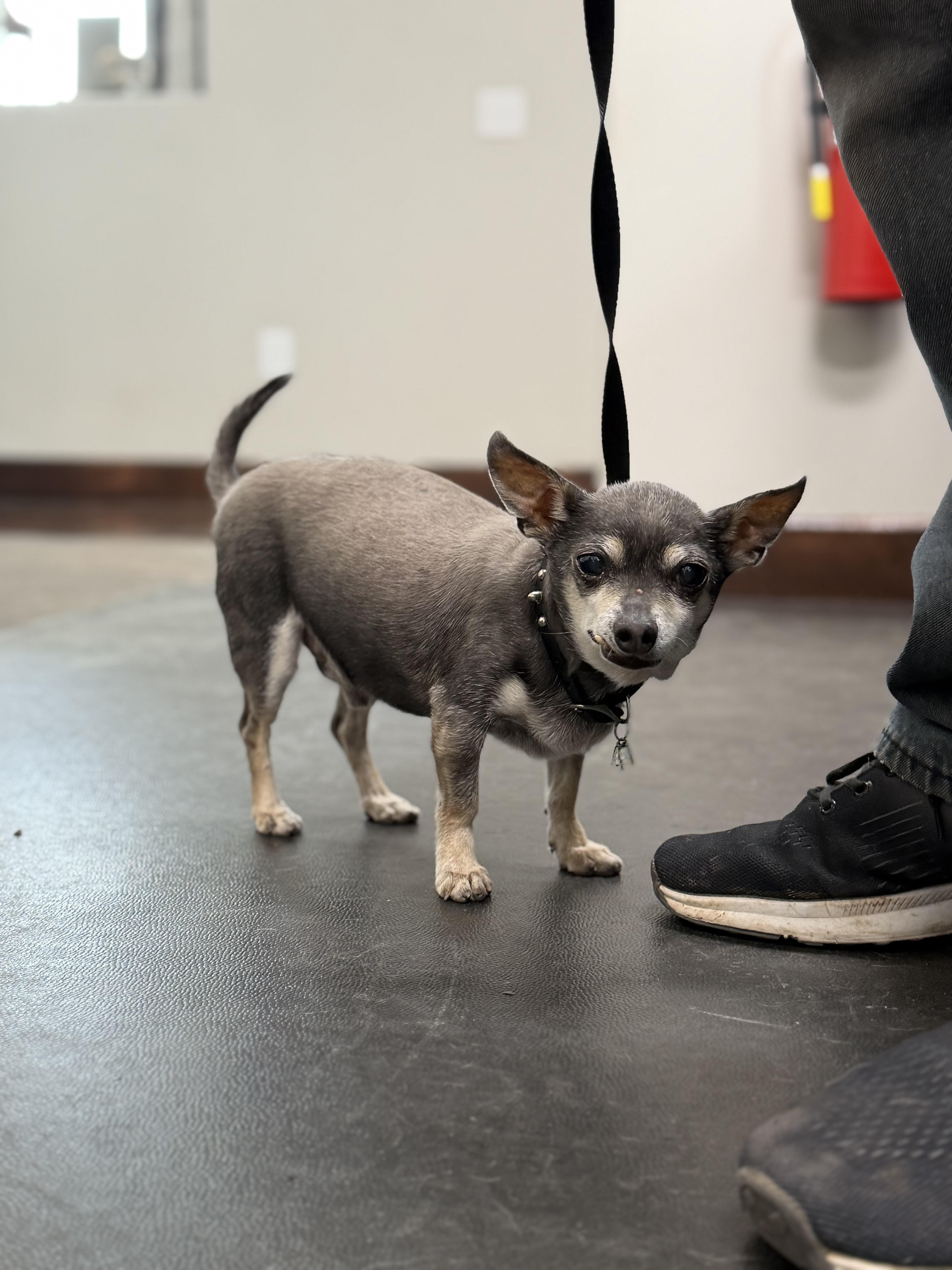 Enlarge Buster, a Adoptable Chihuahua in Clarkdale, AZ image 5/6