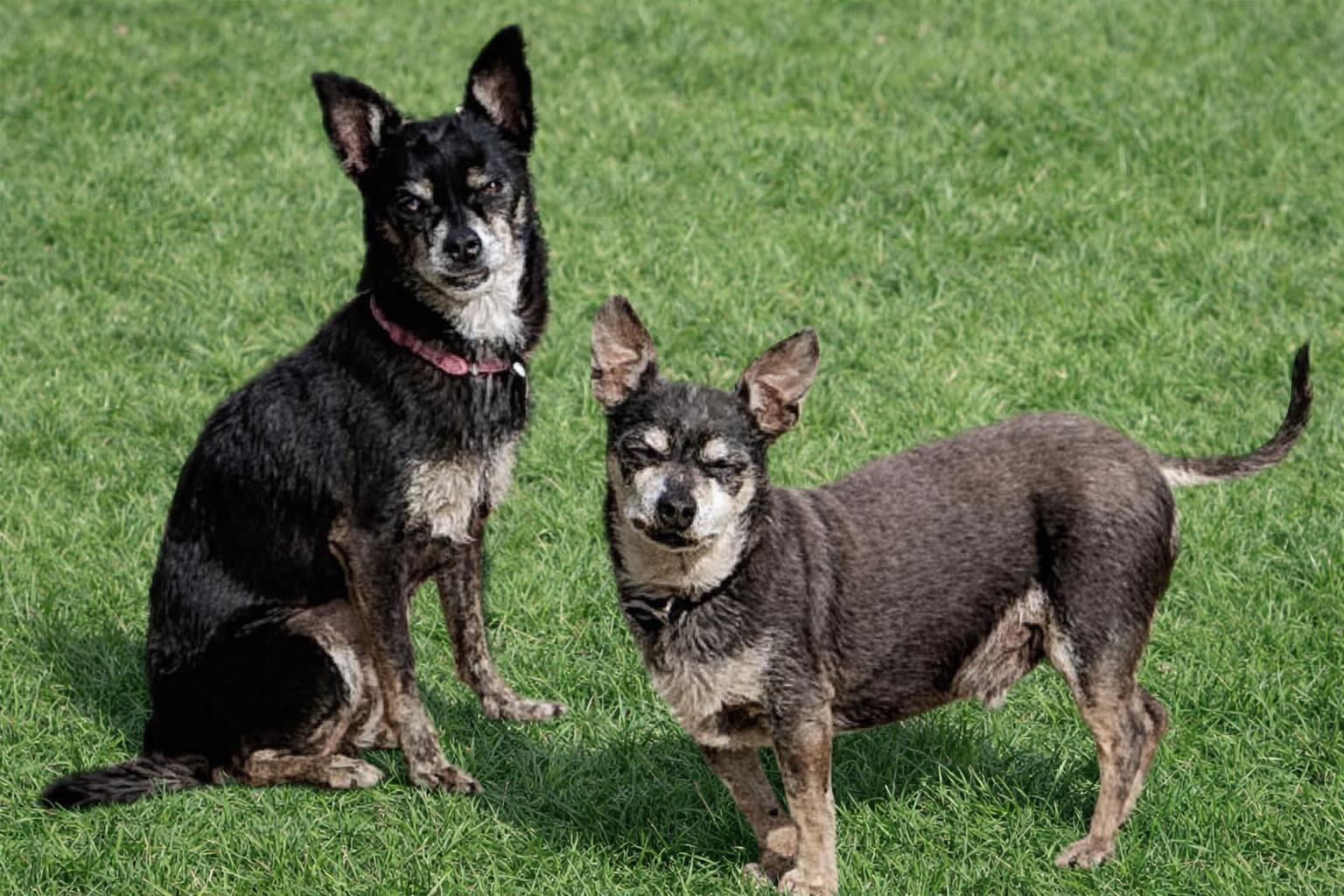 Enlarge Buster, a Adoptable Chihuahua in Clarkdale, AZ image 3/6