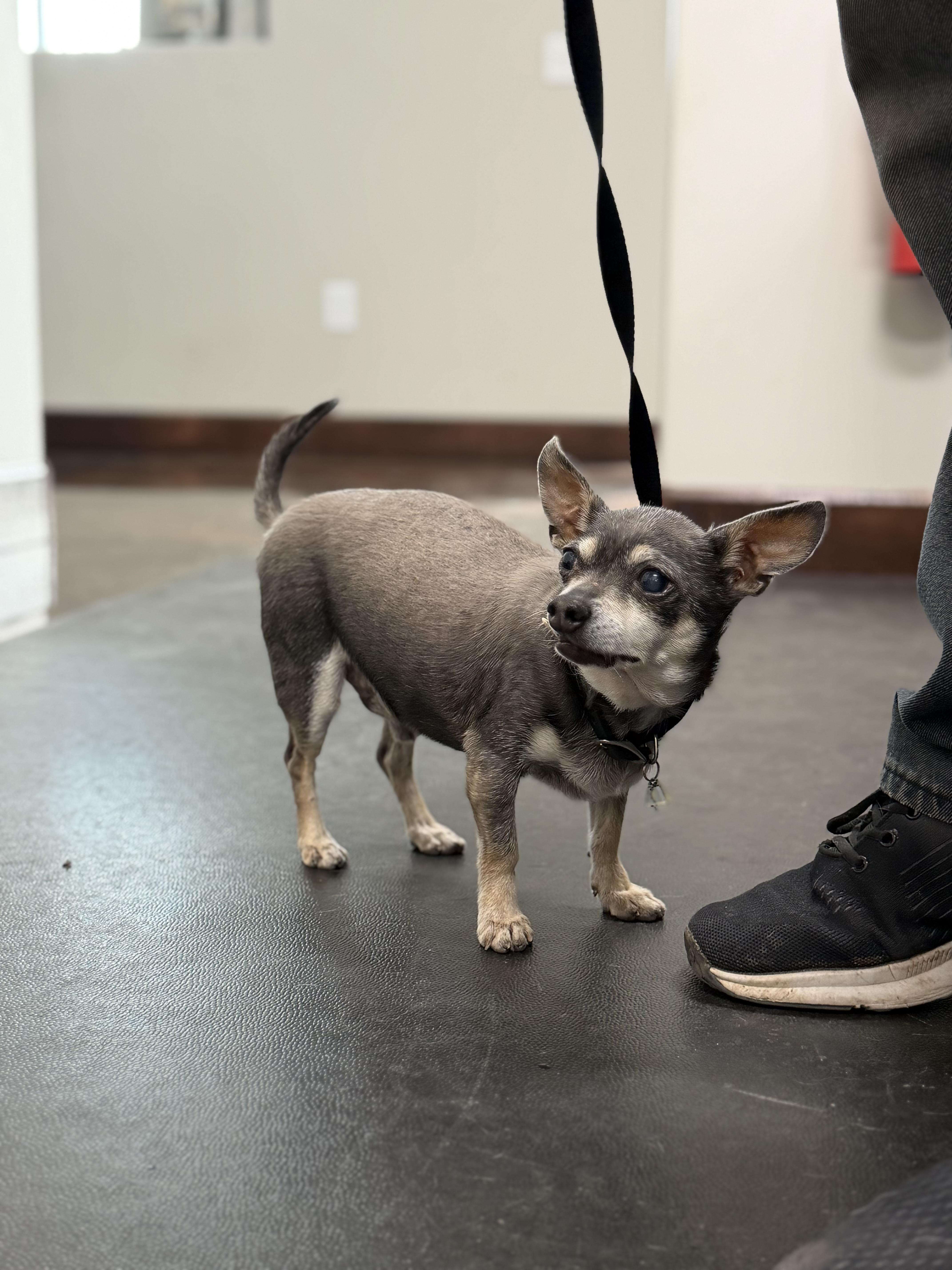 Enlarge Buster, a Adoptable Chihuahua in Clarkdale, AZ image 6/6