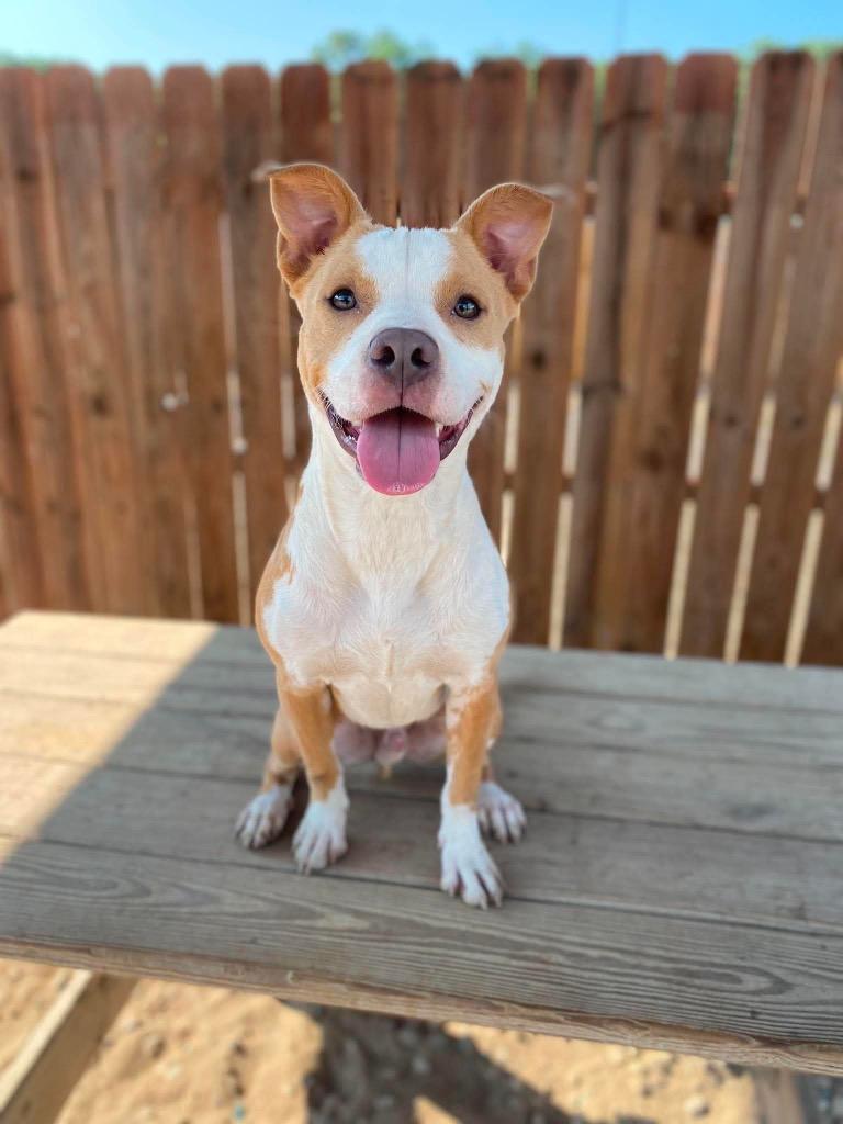 Enlarge Jango, a Adoptable Mixed Breed in Muskegon, MI image 1/1