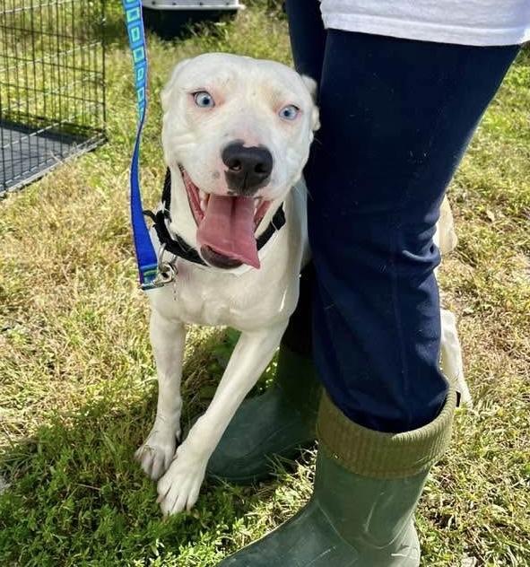 Lil Petunia thumbnail 5