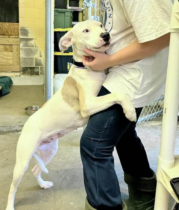 Lil Petunia thumbnail 4