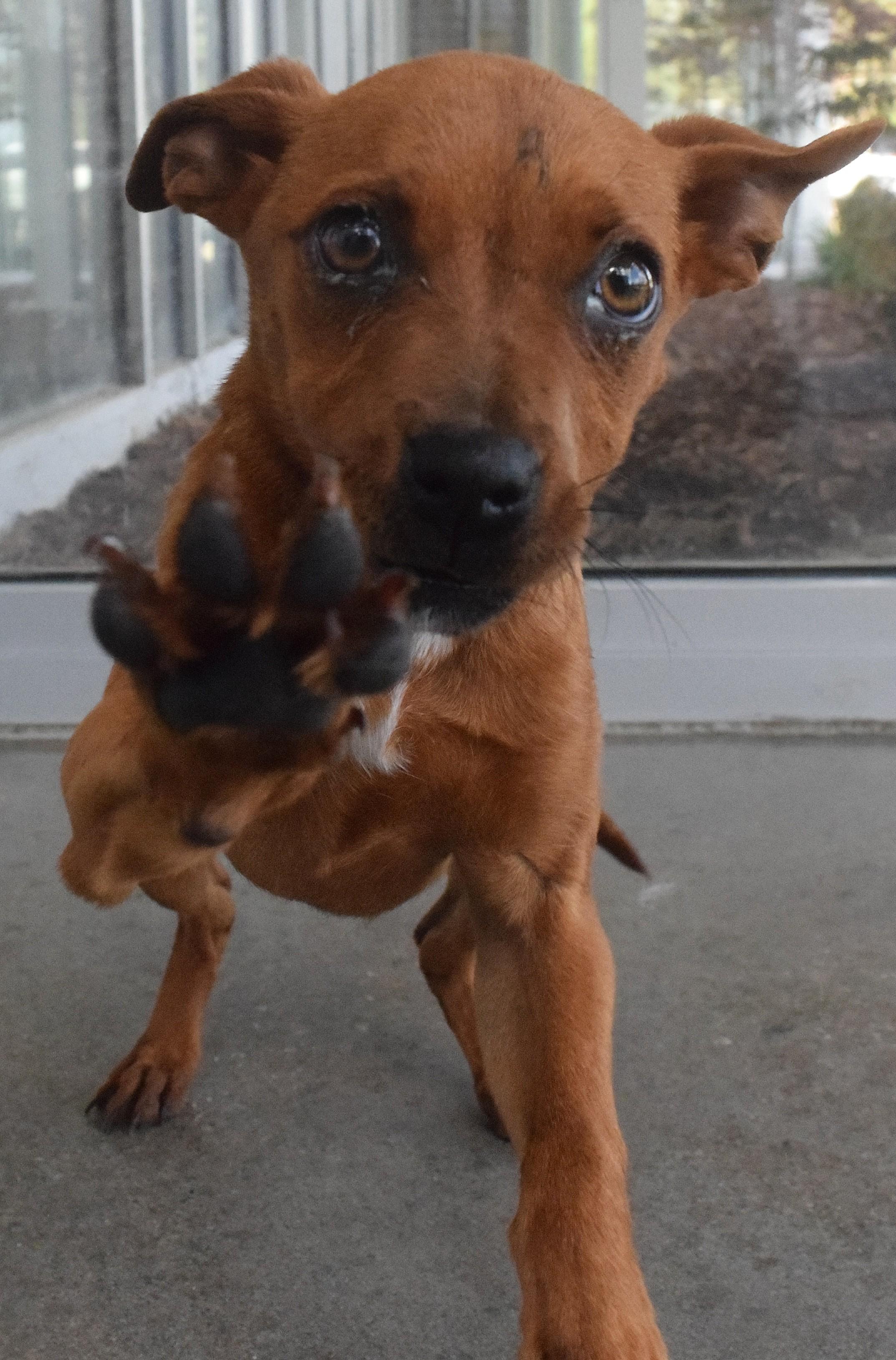 #22054, adopted, Adult Female Terrier.