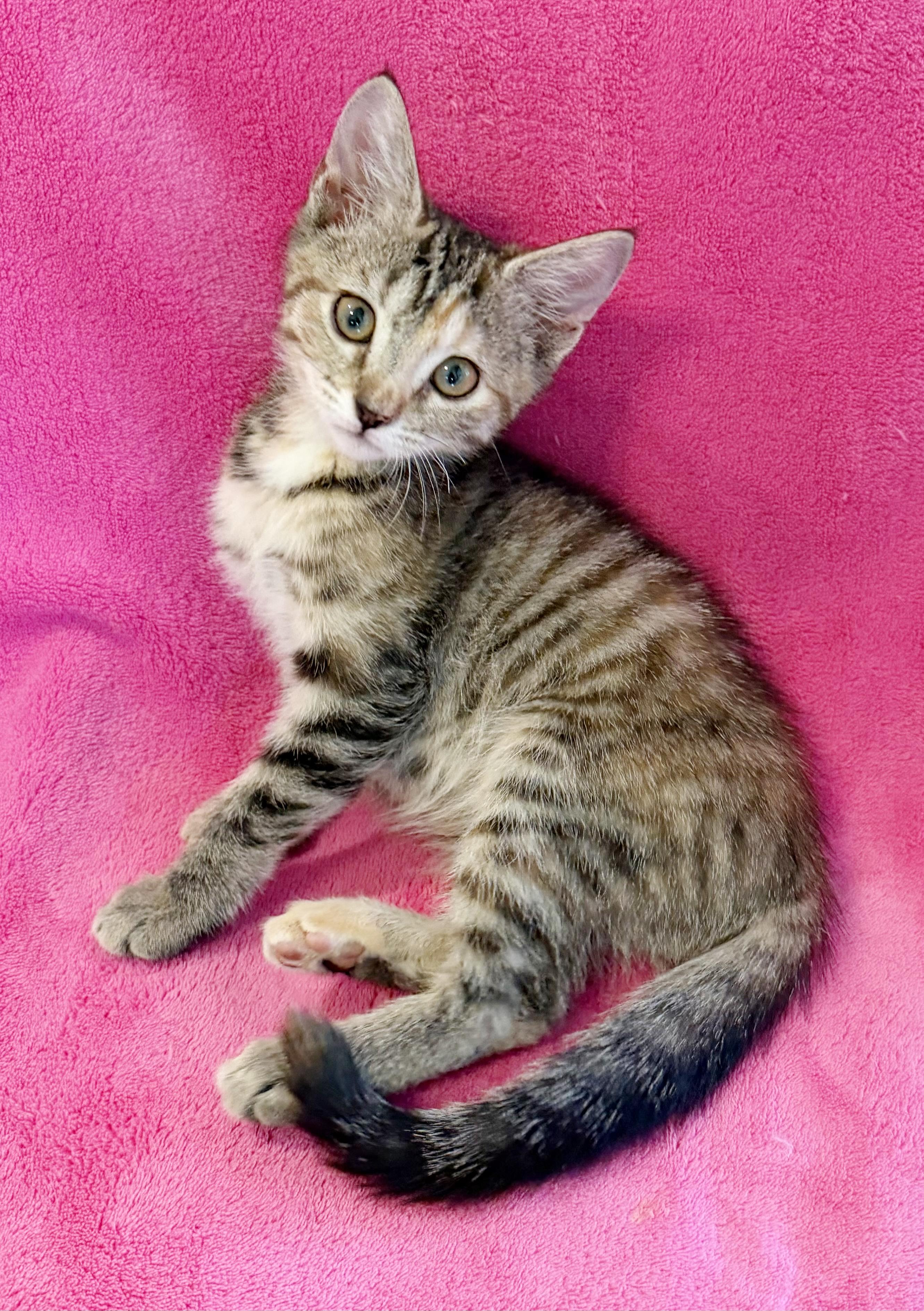 Enlarge Juniper, a Adoptable mixed breed in Lake Monroe, FL image 4/5