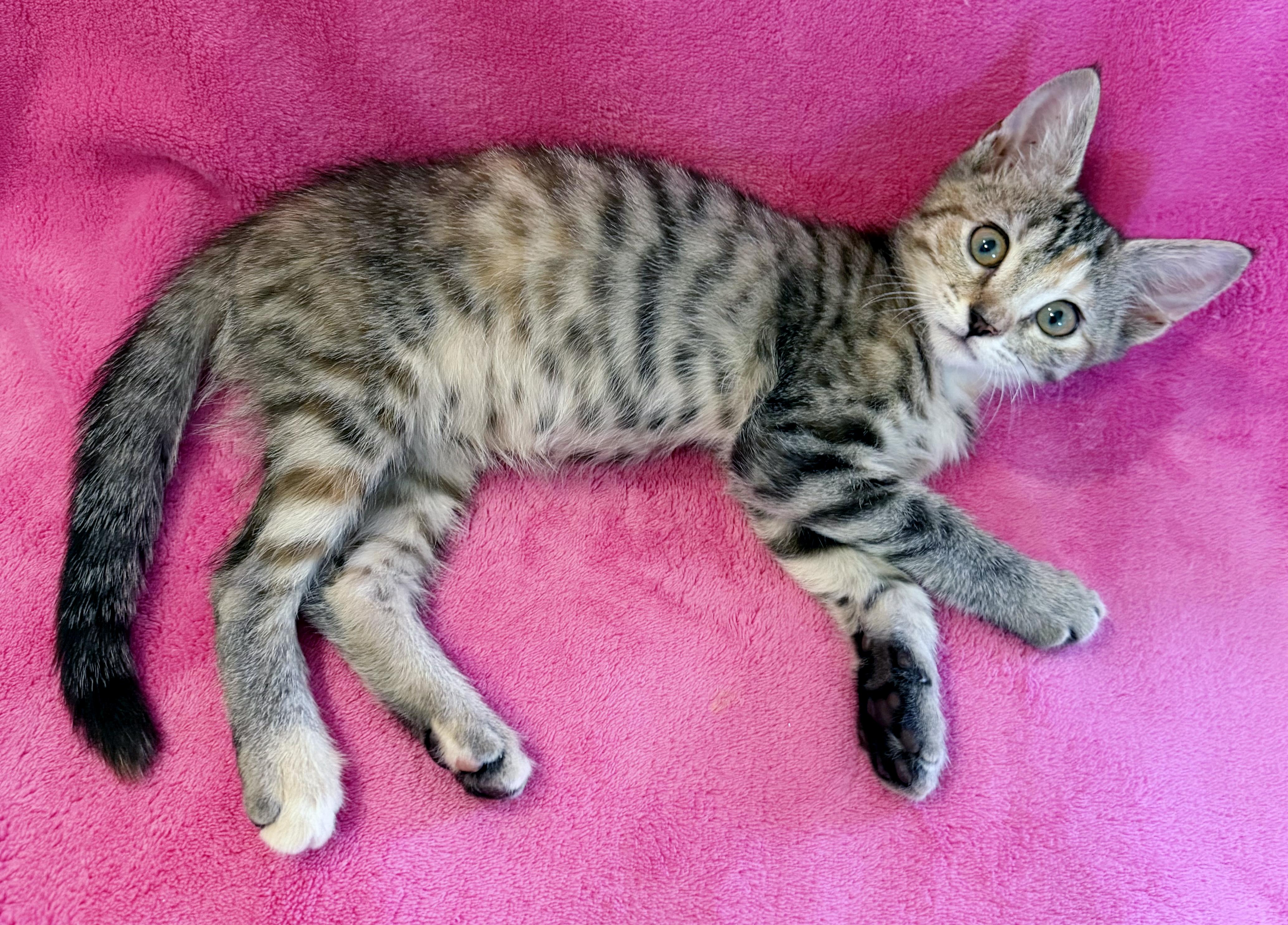 Enlarge Juniper, a Adoptable mixed breed in Lake Monroe, FL image 3/5