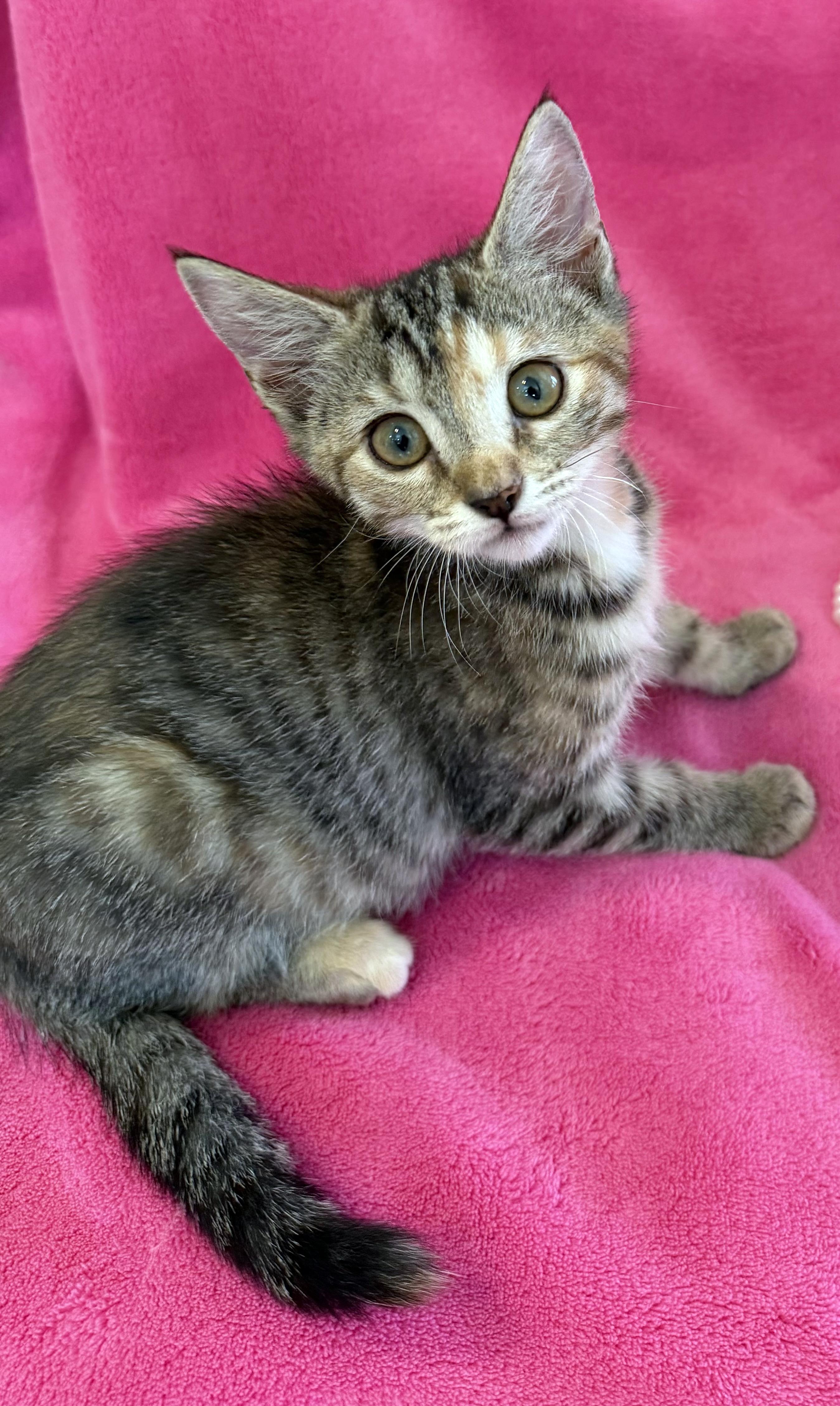 Enlarge Juniper, a Adoptable mixed breed in Lake Monroe, FL image 2/5