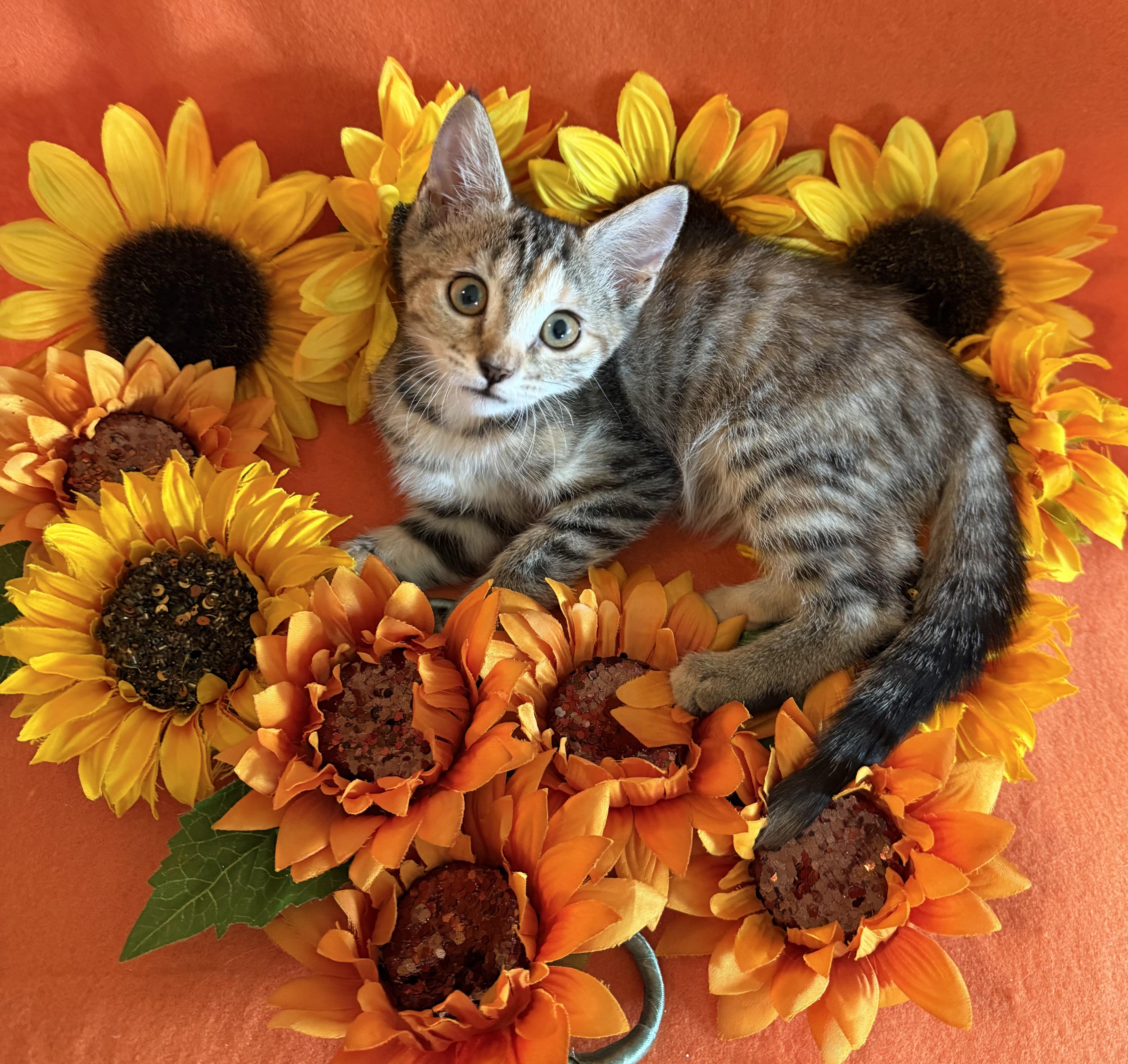 Enlarge Juniper, a Adoptable mixed breed in Lake Monroe, FL image 1/5