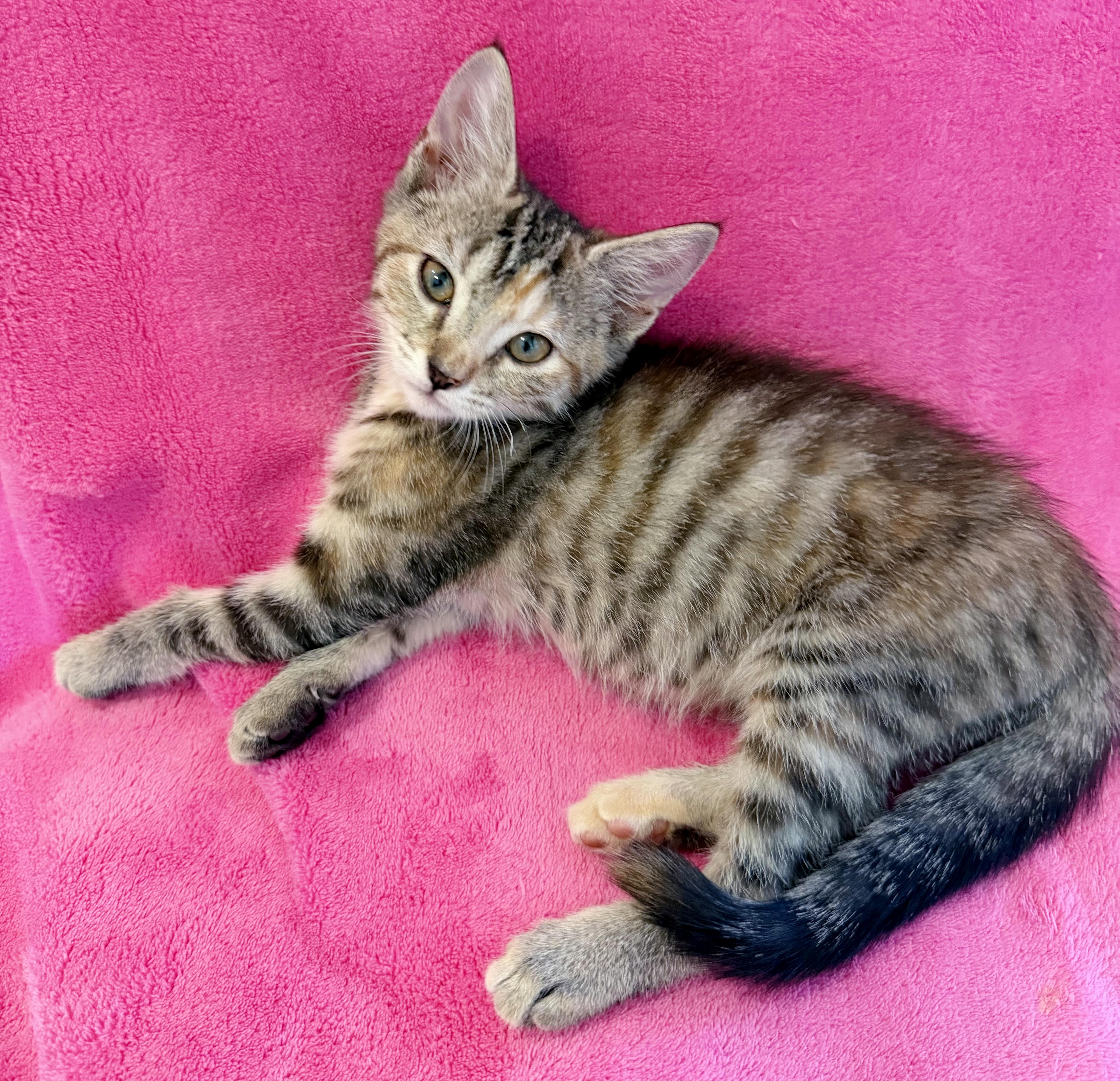 Enlarge Juniper, a Adoptable mixed breed in Lake Monroe, FL image 5/5