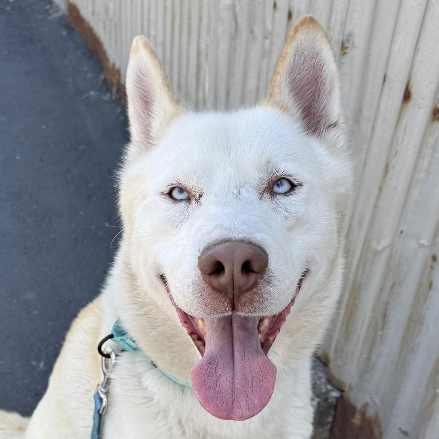 Rudolph / Rudolf, Adoptable, Senior Male Siberian Husky & Alaskan Malamute.