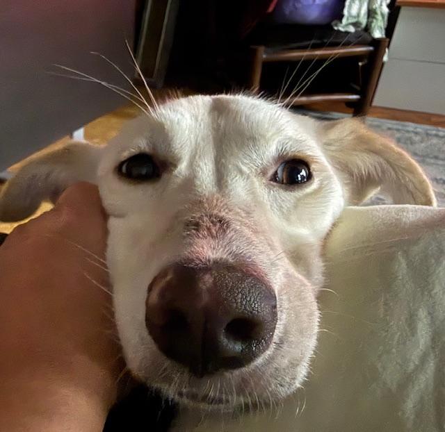 Enlarge Bahar, an adoptable mixed breed in New York, NY image 3/6