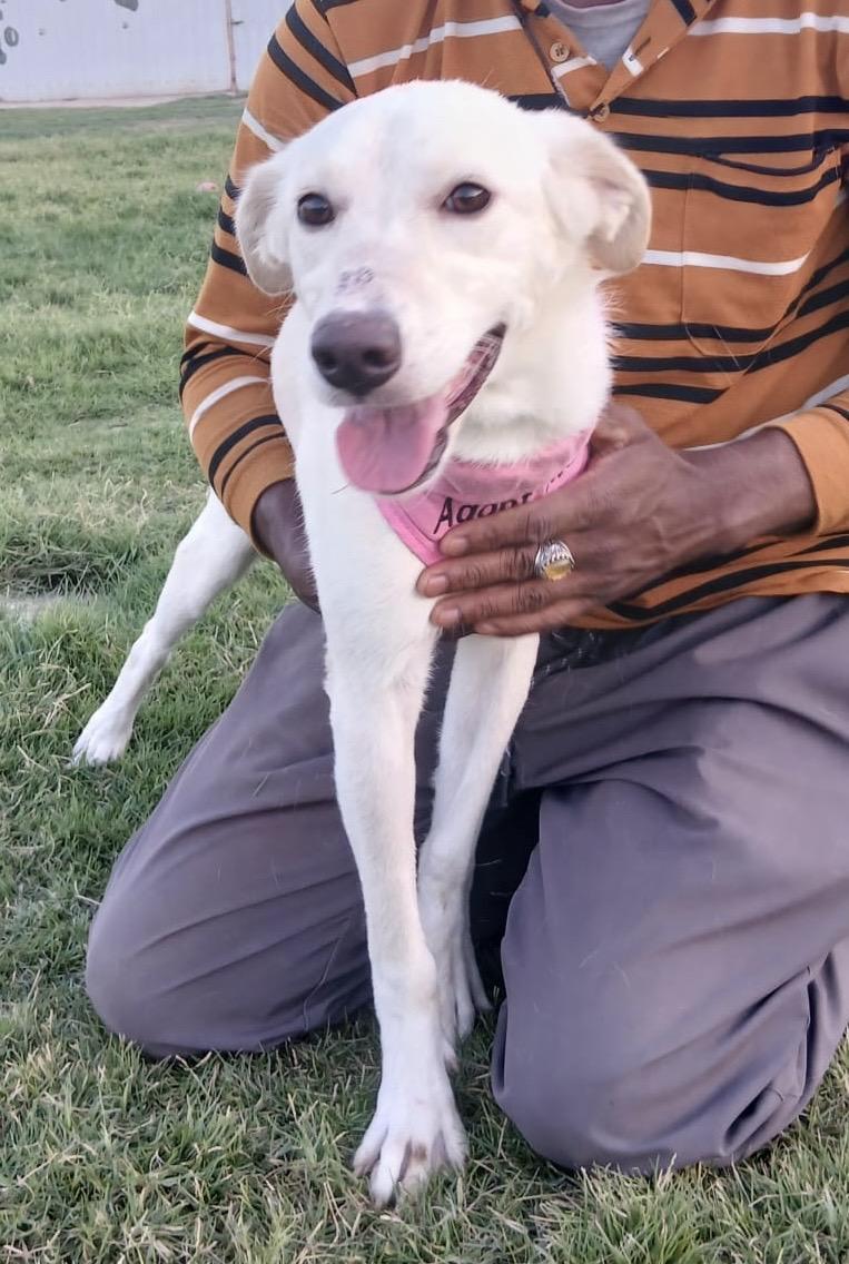 Bahar, an adoptable Labrador Retriever, Saluki in New York, NY, 10004 | Photo Image 5
