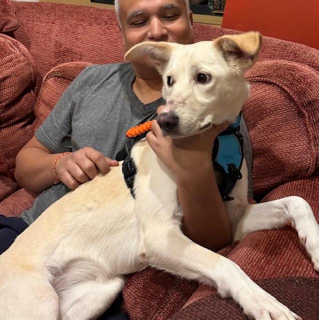 Enlarge Bahar, an adoptable mixed breed in New York, NY image 2/6