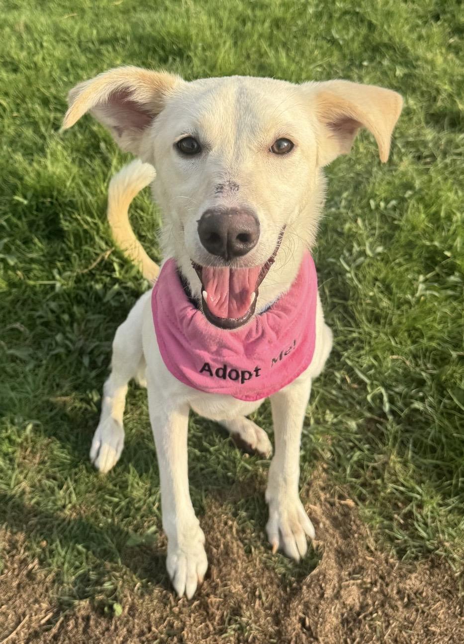 Bahar, an adoptable Labrador Retriever, Saluki in New York, NY, 10004 | Photo Image 6