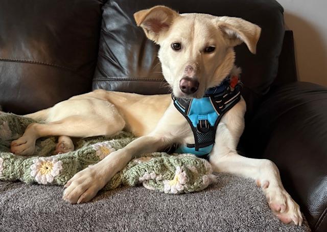 Enlarge Bahar, an adoptable mixed breed in New York, NY image 1/6