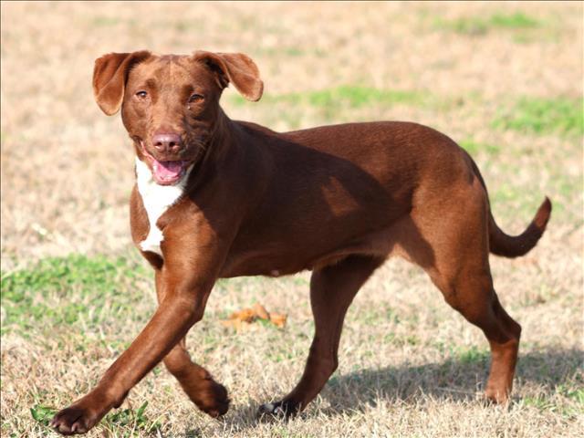 MUFFIN, Adoptable, Adult Female Labrador Retriever & Mixed Breed.