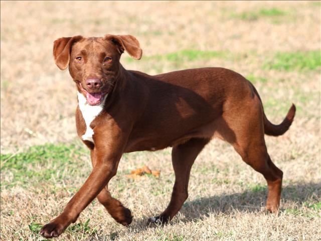 Enlarge MUFFIN, a Adoptable mixed breed in Appling, GA image 1/1
