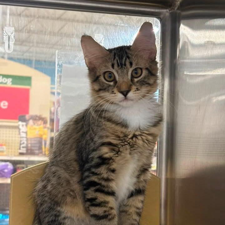 Enlarge Loki, a ADOPTABLE Domestic Medium Hair in Chandler, AZ image 4/4