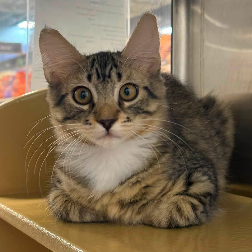 Loki, ADOPTABLE, Kitten Male Domestic Medium Hair.