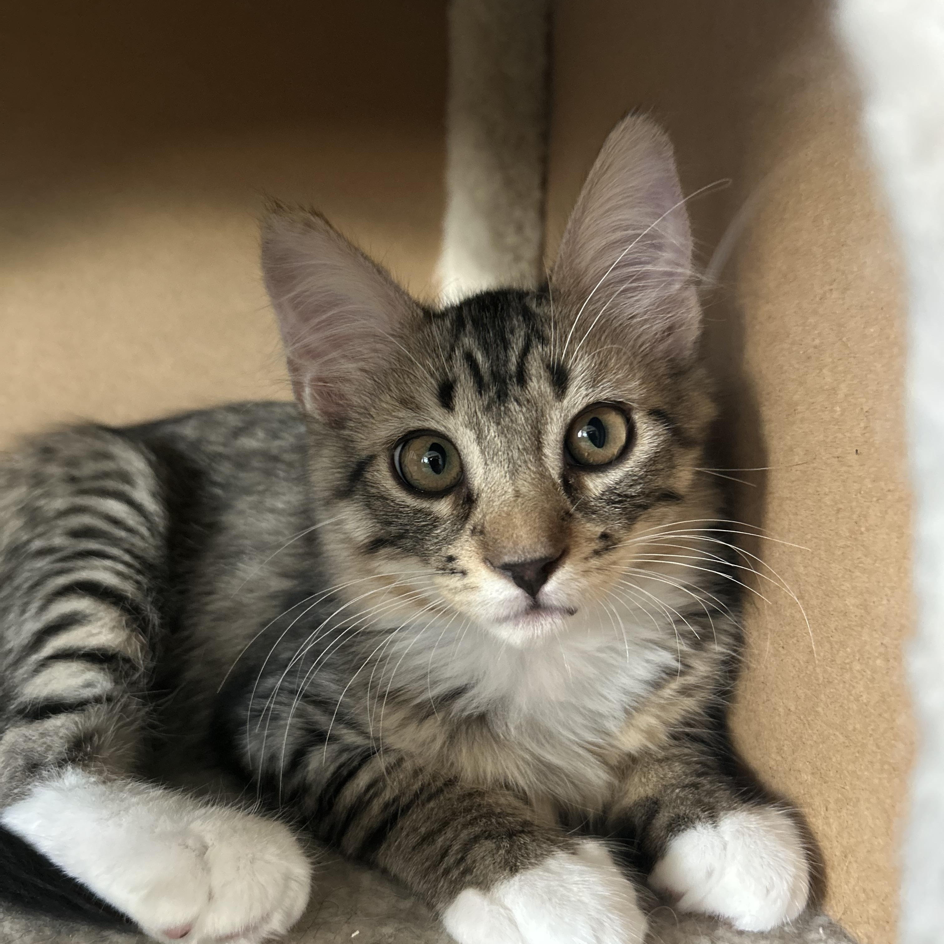 Enlarge Loki, a ADOPTABLE Domestic Medium Hair in Chandler, AZ image 2/4