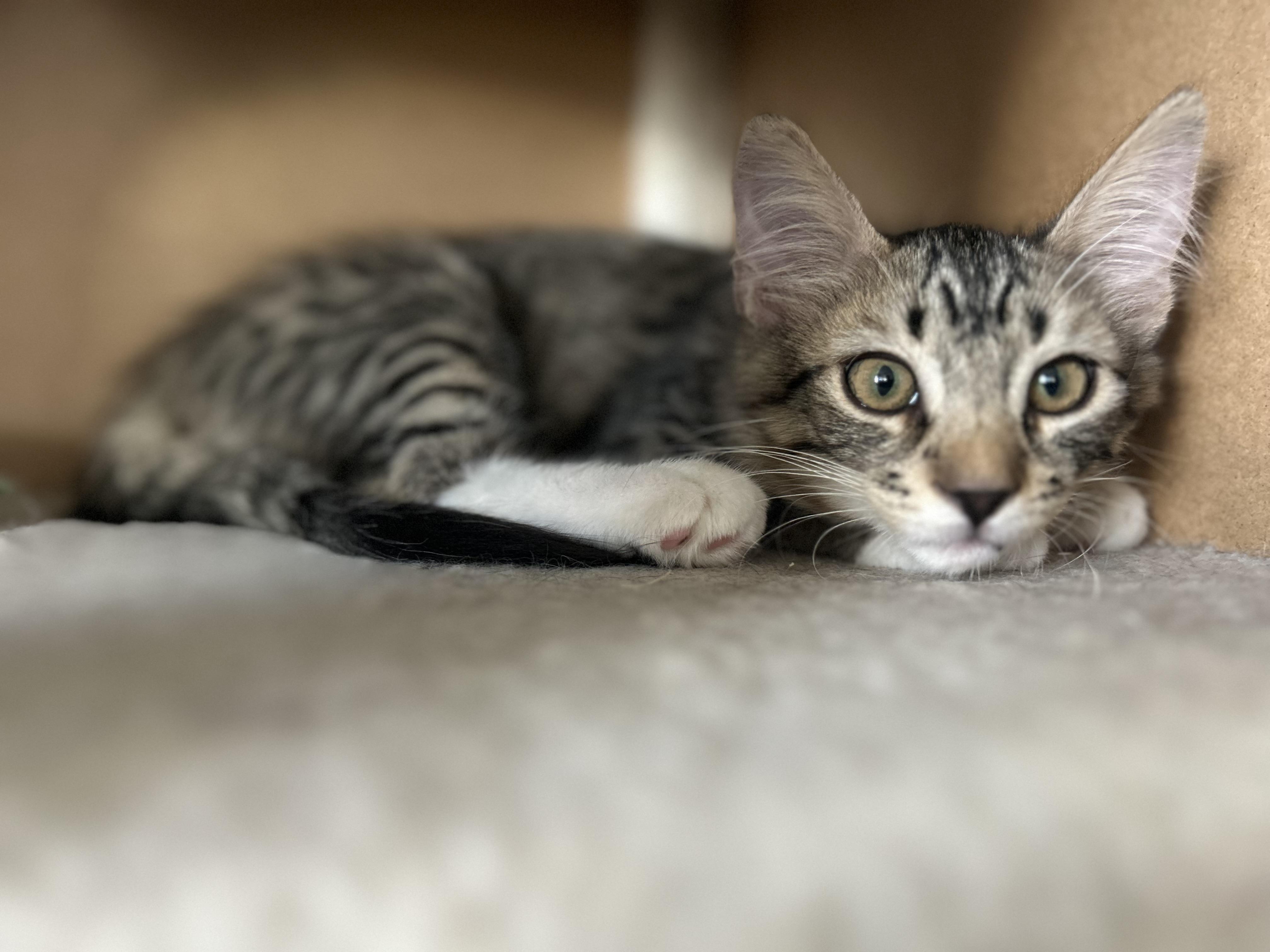 Enlarge Loki, a ADOPTABLE Domestic Medium Hair in Chandler, AZ image 3/4