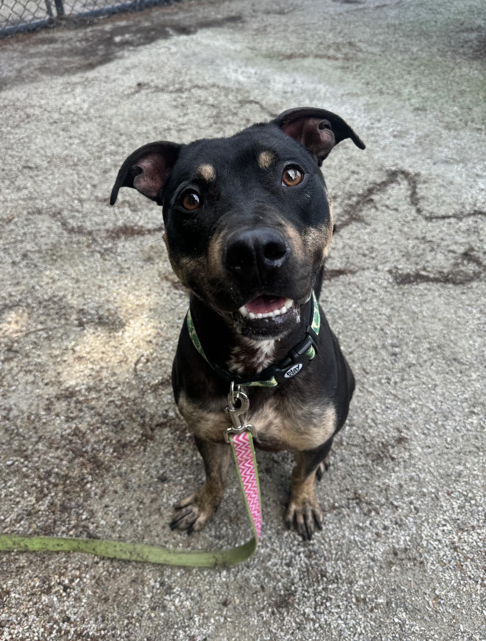 Bear, a Adoptable Pit Bull Terrier in Philadelphia, PA image 1/5