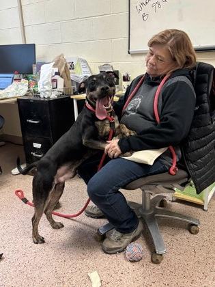 Bear, a Adoptable Pit Bull Terrier in Philadelphia, PA image 3/5