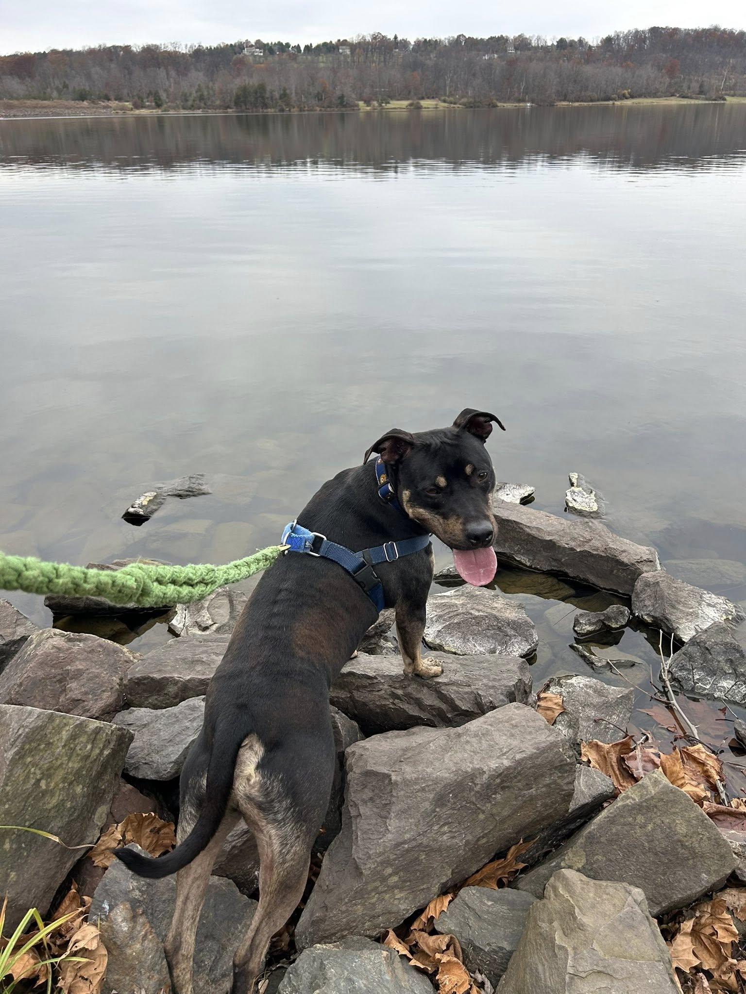 Bear, a Adoptable Pit Bull Terrier in Philadelphia, PA image 5/5