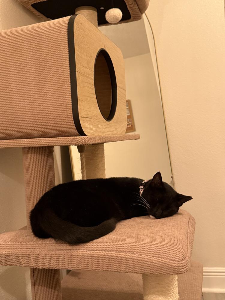 Zoe, a Adoptable Domestic Short Hair in Fern Park, FL image 1/4