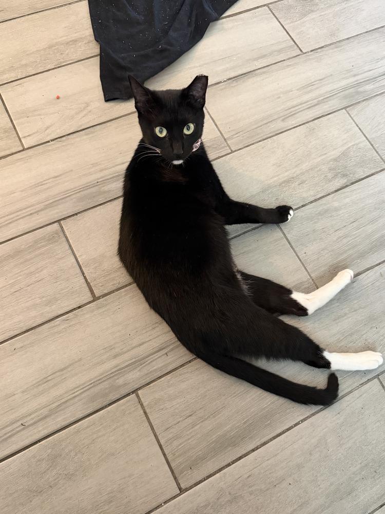 Zoe, a Adoptable Domestic Short Hair in Fern Park, FL image 2/4
