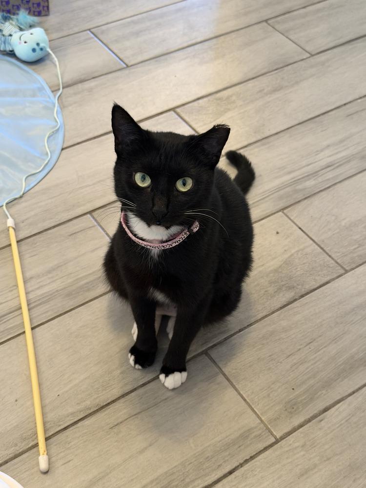 Zoe, a Adoptable Domestic Short Hair in Fern Park, FL image 3/4