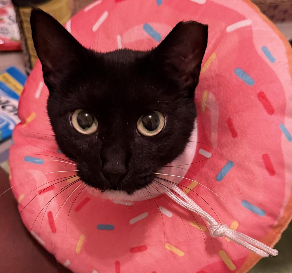 Zoe, a Adoptable Domestic Short Hair in Fern Park, FL image 4/4