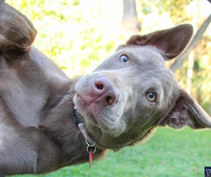 Kairi, Adopted, Puppy Female Labrador Retriever & Shepherd.