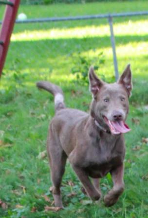 Enlarge Kairi, a Adopted mixed breed in CHURCHVILLE, NY image 2/4