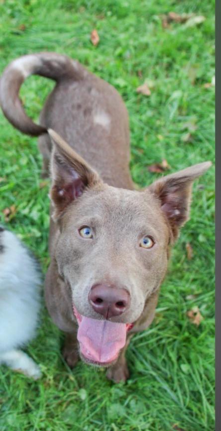 Enlarge Kairi, a Adopted mixed breed in CHURCHVILLE, NY image 3/4