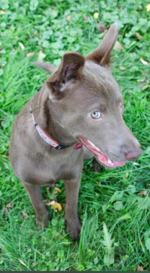 Enlarge Kairi, a Adopted mixed breed in CHURCHVILLE, NY image 4/4