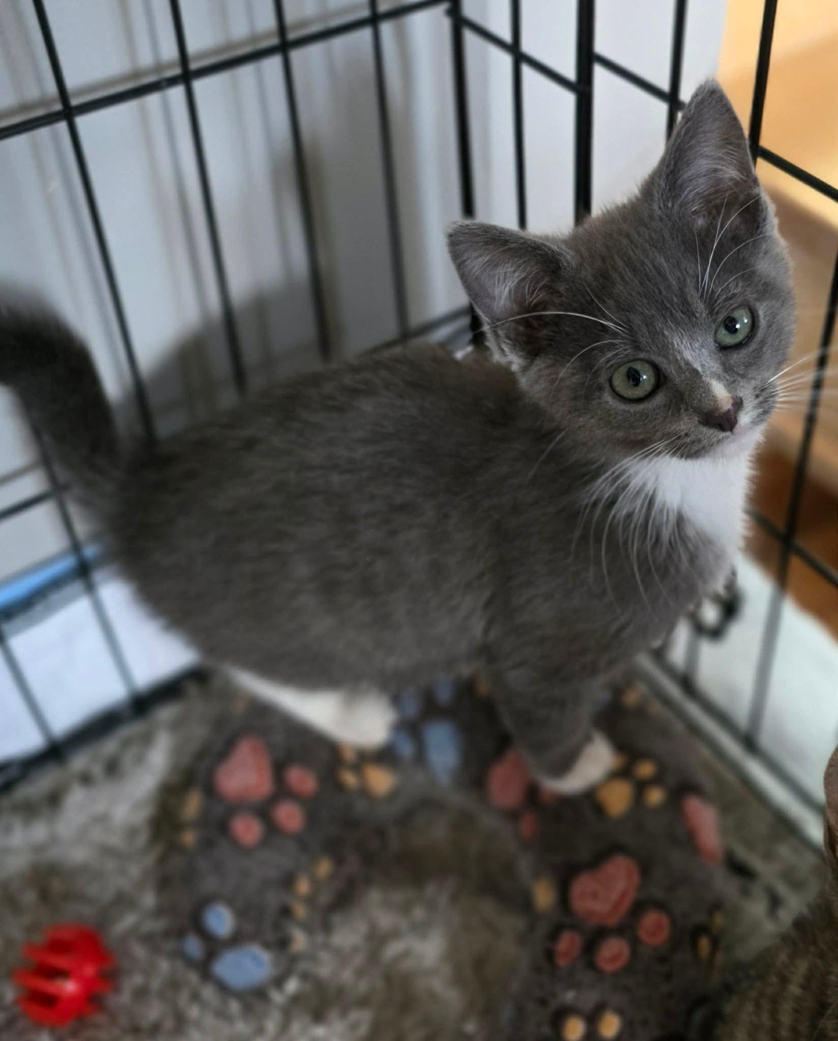 Enlarge Bridget, an adopted Domestic Short Hair in Terrebonne, QC image 5/6