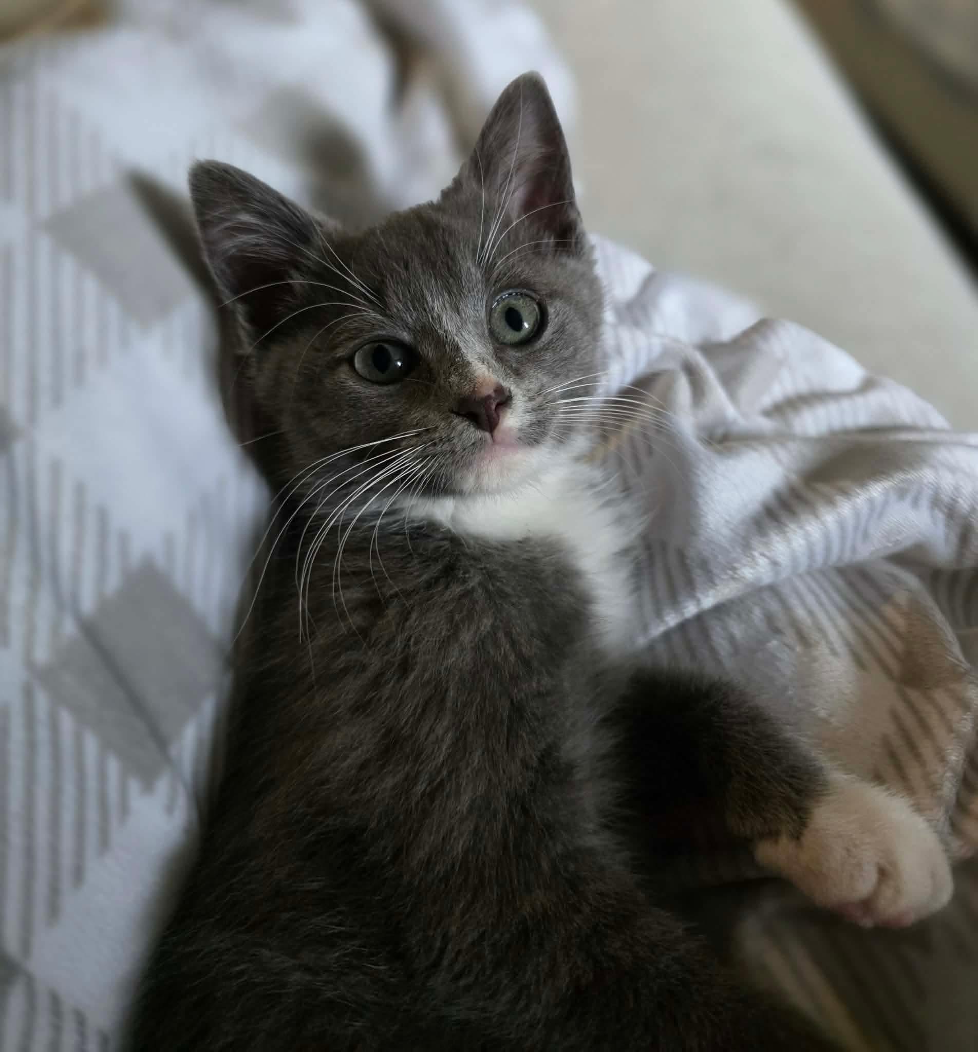 Bridget, adopted, Kitten Female Domestic Short Hair.