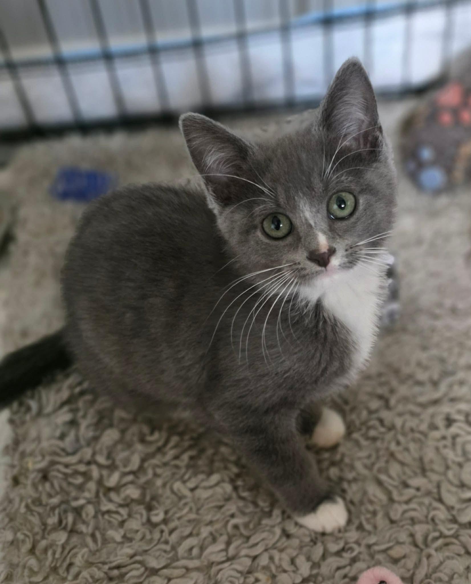 Enlarge Bridget, an adopted Domestic Short Hair in Terrebonne, QC image 6/6