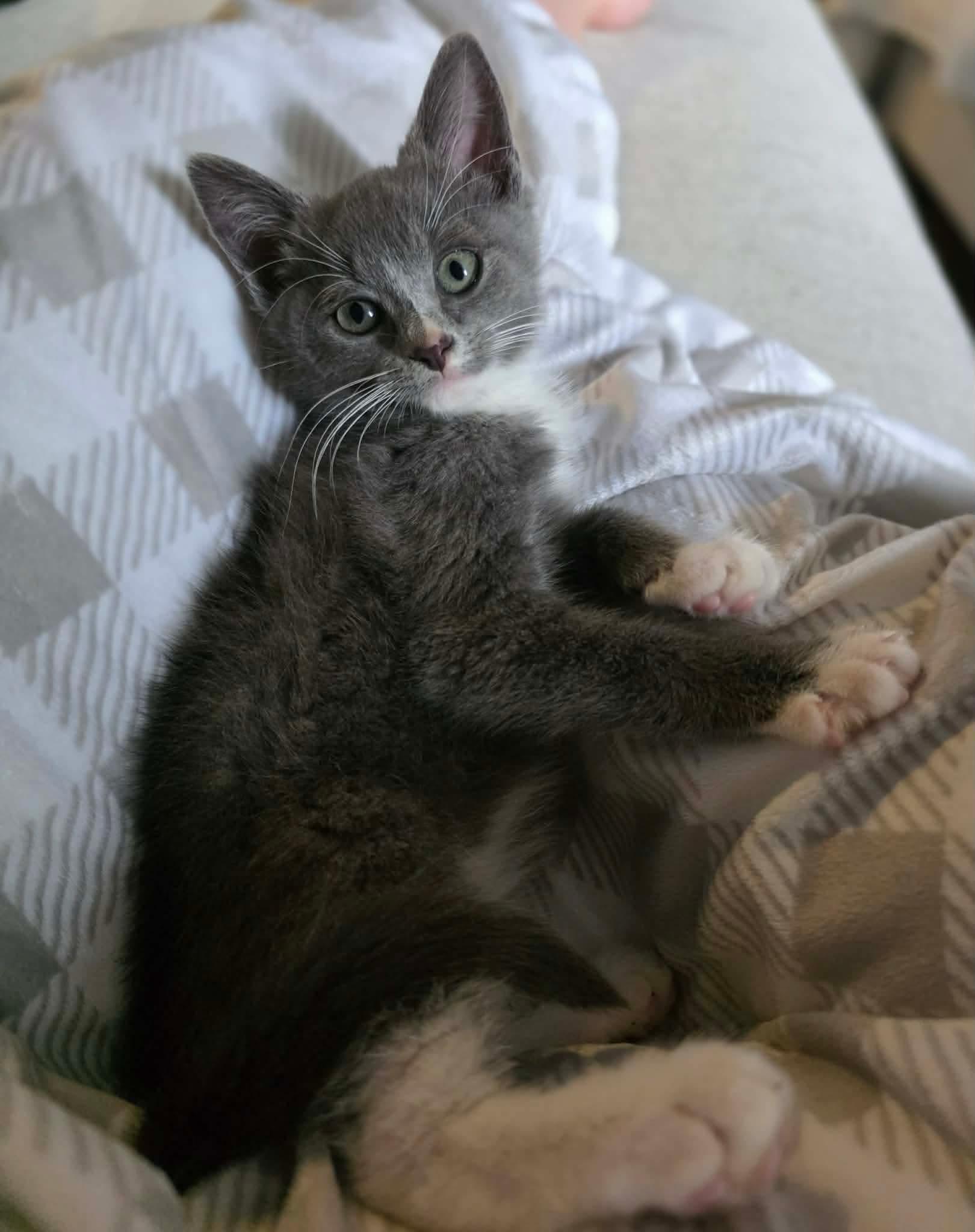 Enlarge Bridget, an adopted Domestic Short Hair in Terrebonne, QC image 2/6