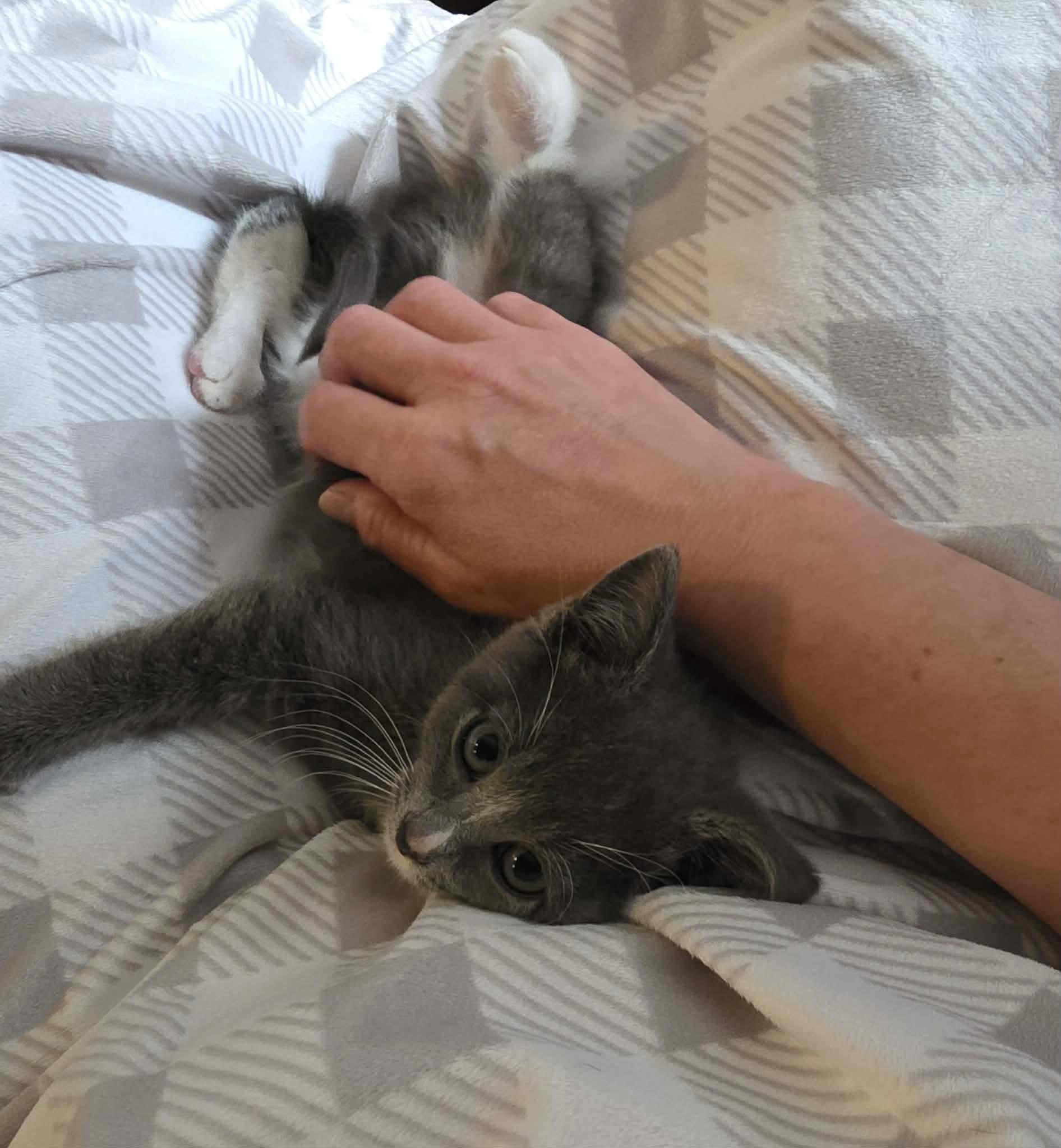 Enlarge Bridget, an adopted Domestic Short Hair in Terrebonne, QC image 4/6