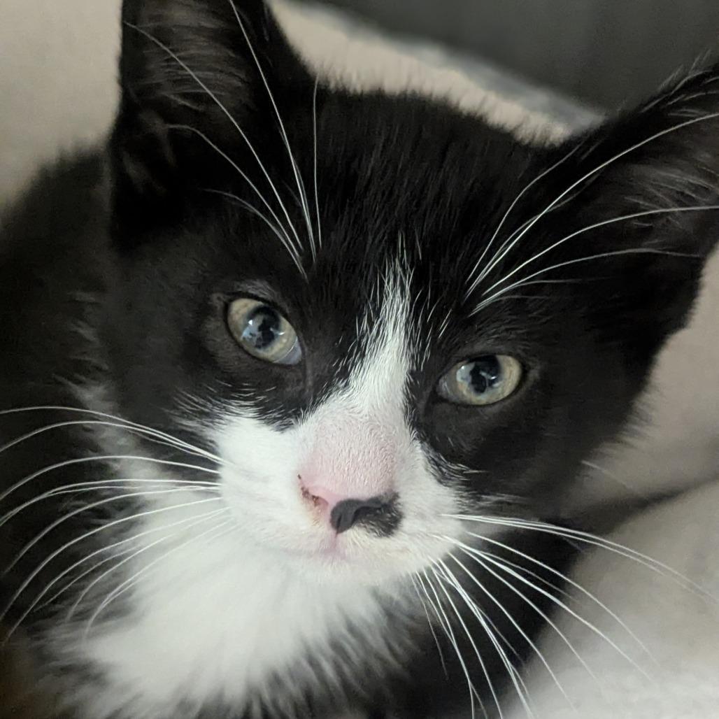 Enlarge Marley, an adopted Domestic Short Hair in Fenton, MI image 1/1