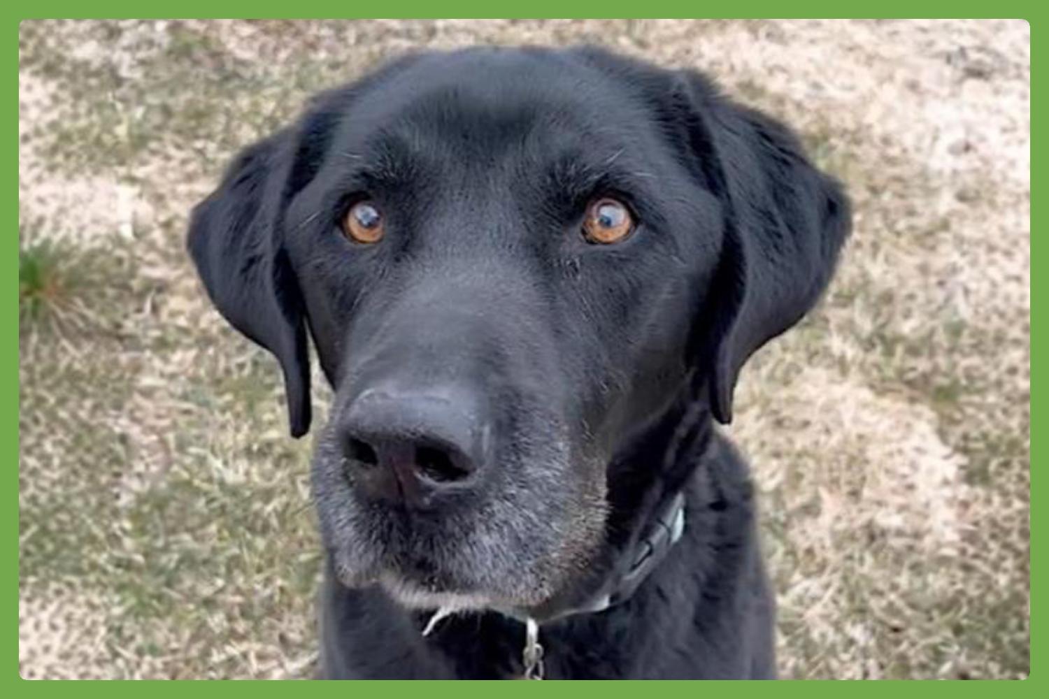 Enlarge  Bailey, an adopted Labrador Retriever in Walpole, NH image 1/5