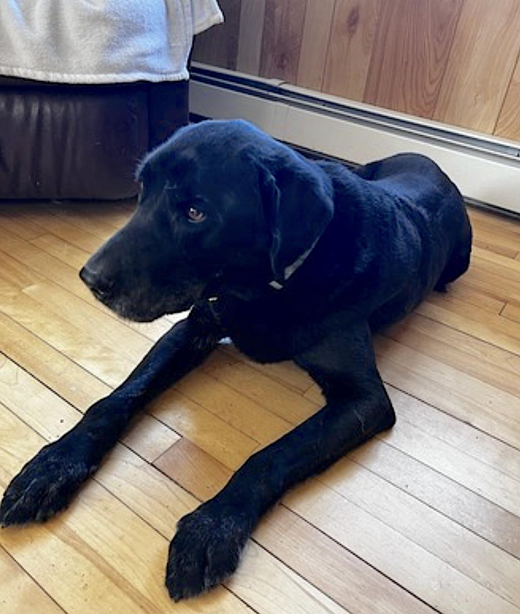Enlarge  Bailey, an adopted Labrador Retriever in Walpole, NH image 2/5