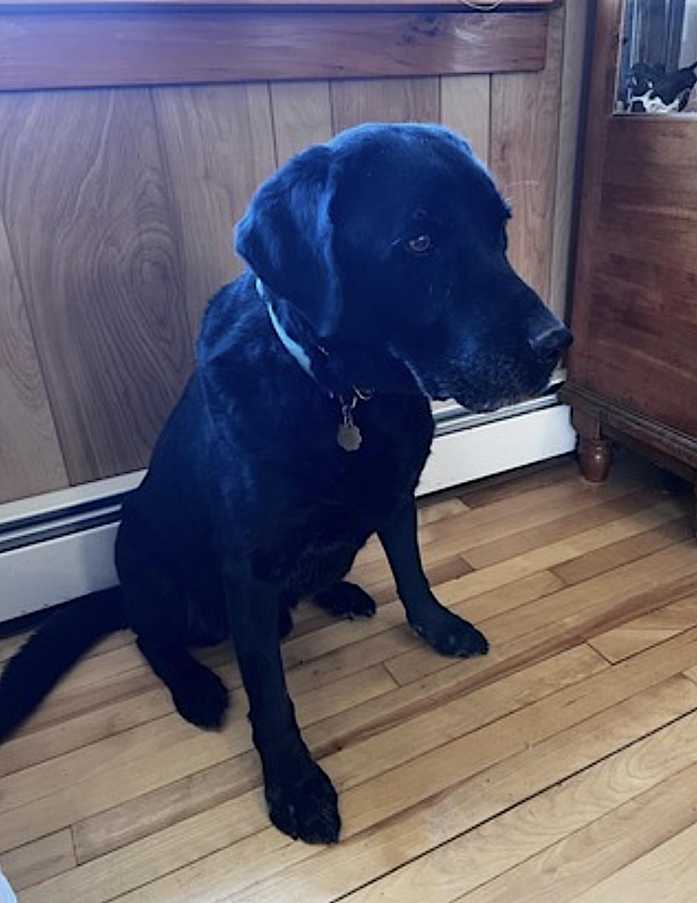 Enlarge  Bailey, an adopted Labrador Retriever in Walpole, NH image 4/5
