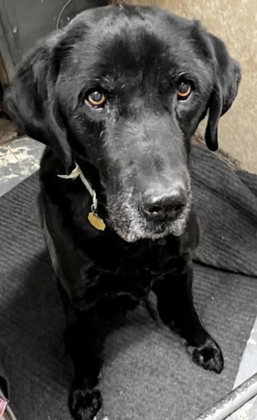 Enlarge  Bailey, an adopted Labrador Retriever in Walpole, NH image 3/5