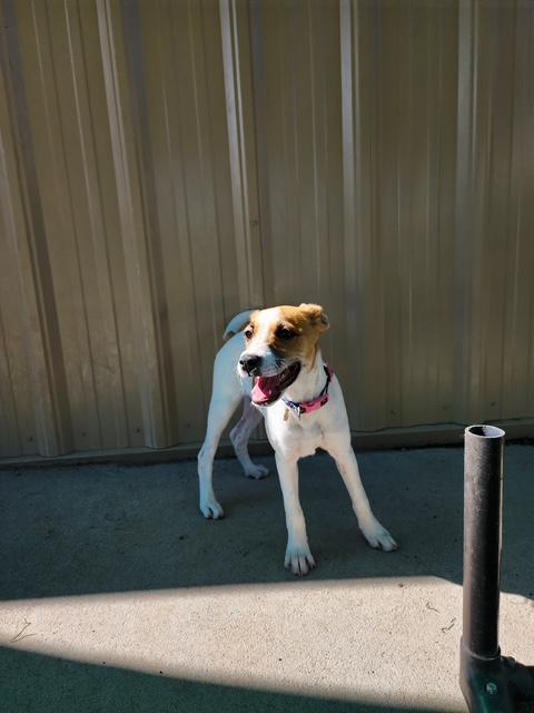 Star, an adoptable Jack Russell Terrier in Ulysses, KS, 67880 | Photo Image 2