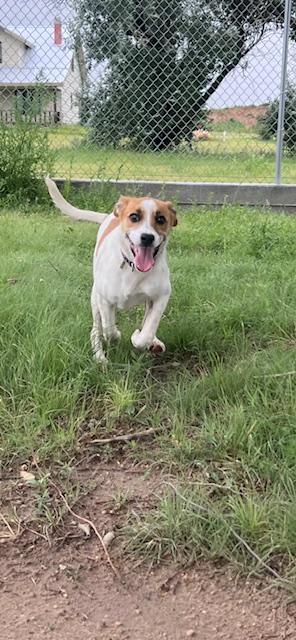 Star, an adoptable Jack Russell Terrier in Ulysses, KS, 67880 | Photo Image 1