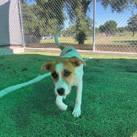 Star, an adoptable Jack Russell Terrier in Ulysses, KS, 67880 | Photo Image 4