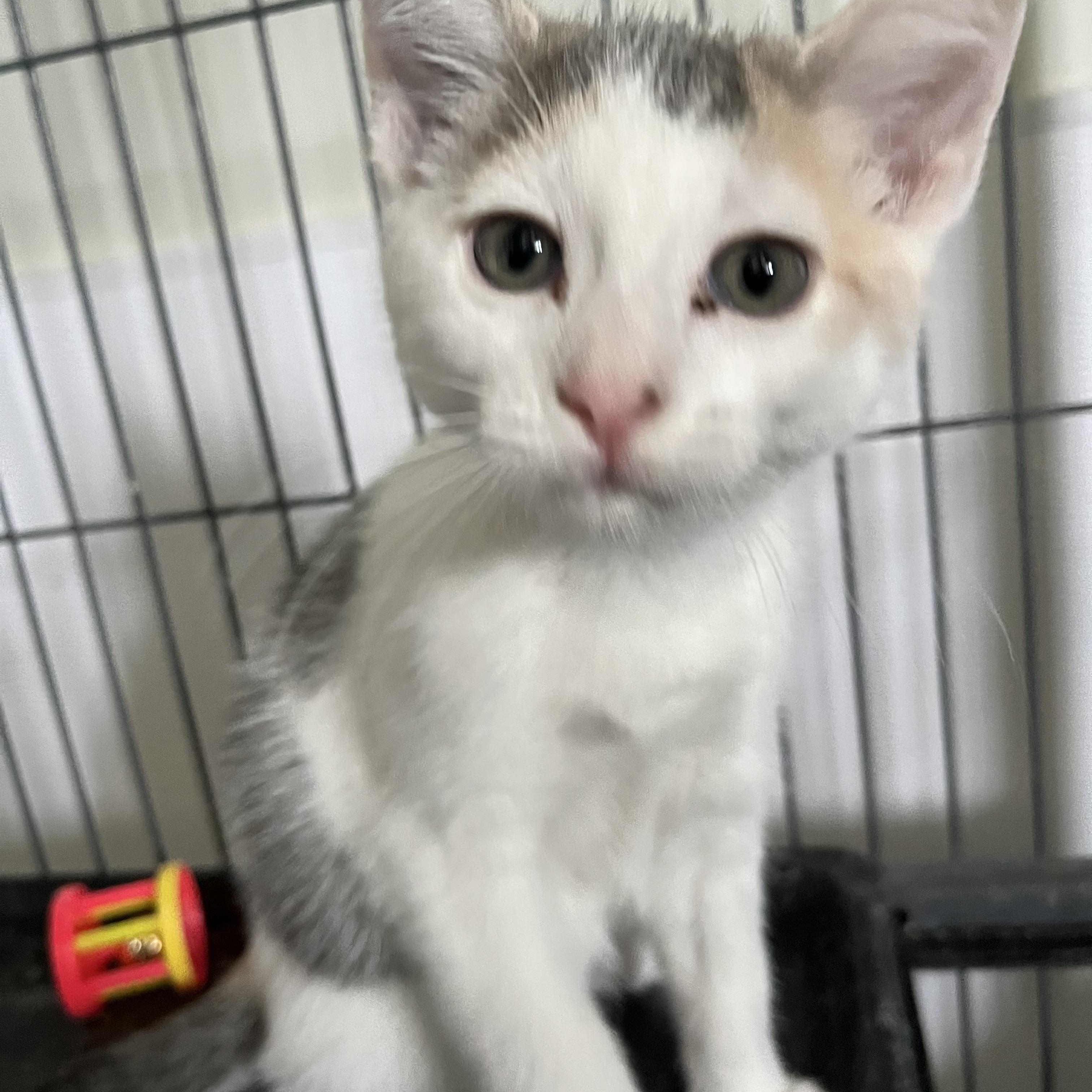 Daffney, a ADOPTABLE Domestic Short Hair in Denison, IA image 1/2